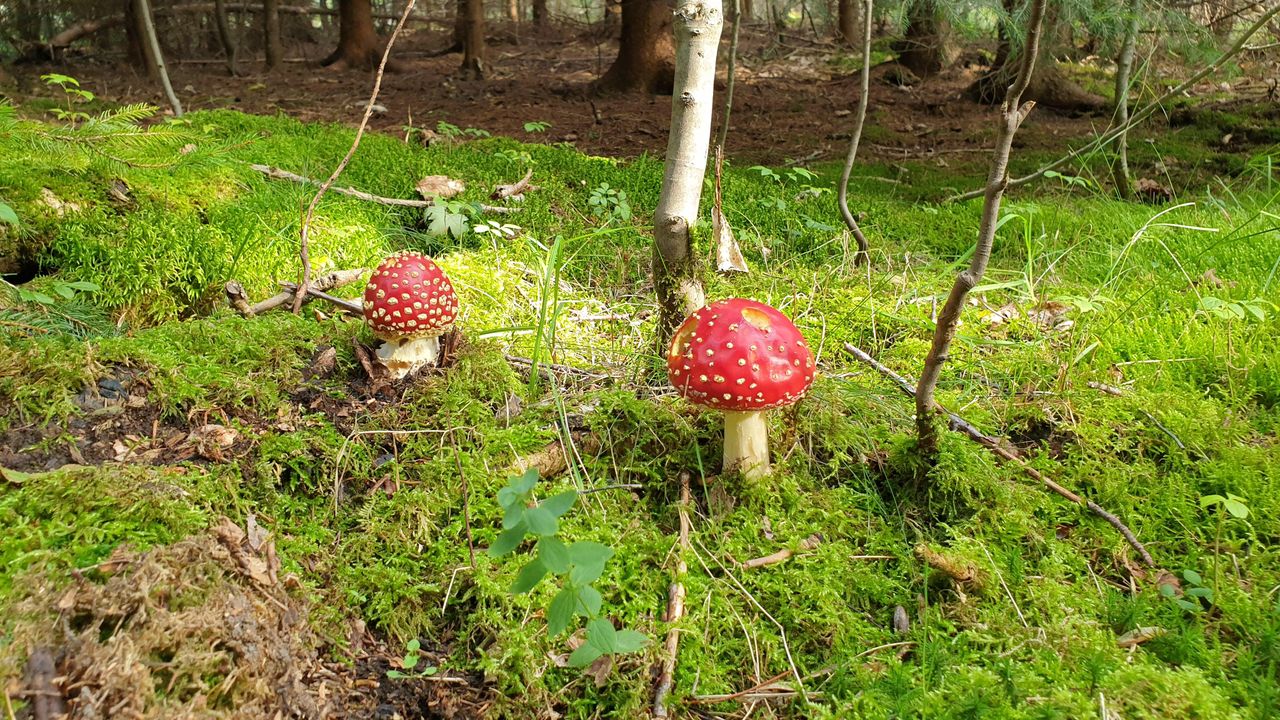 Natur vor der Haustür Natur vor der Haustür
